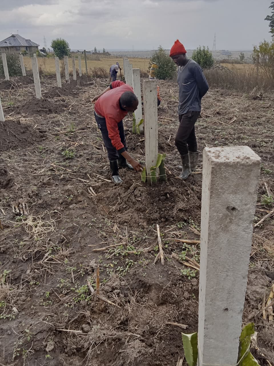 Drago & Fruit Farming